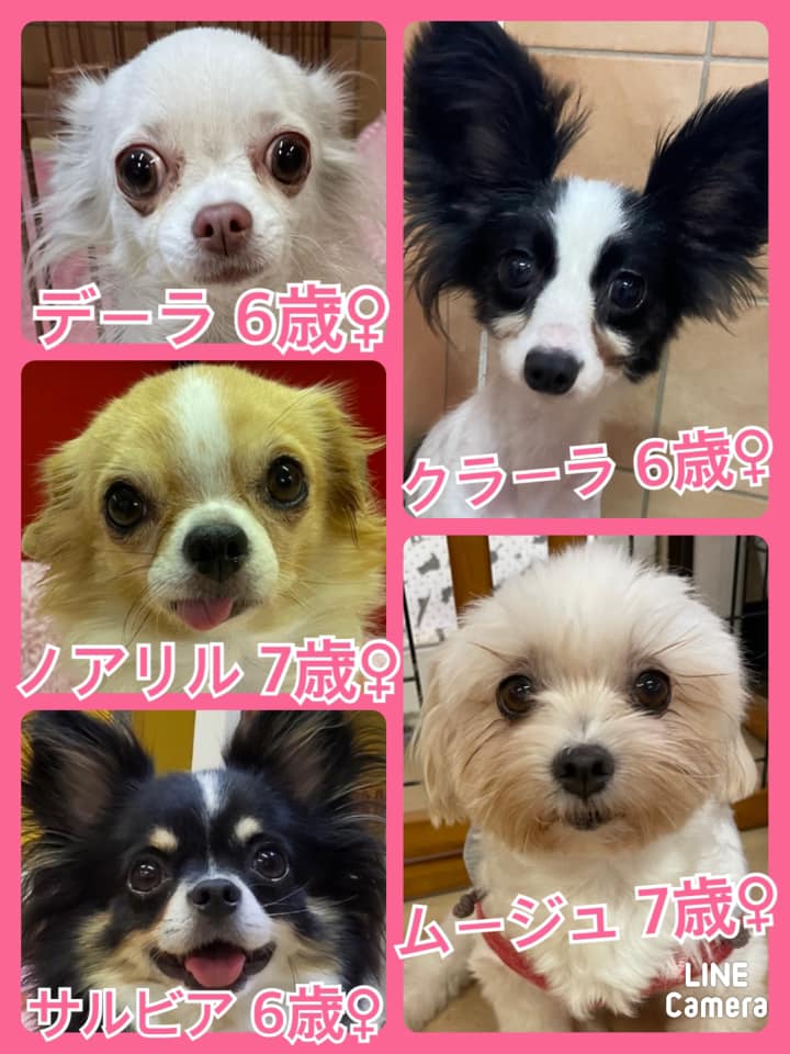 🐾今日の里親様募集中ワンコ🐶メンバーです🐾2021,10,25